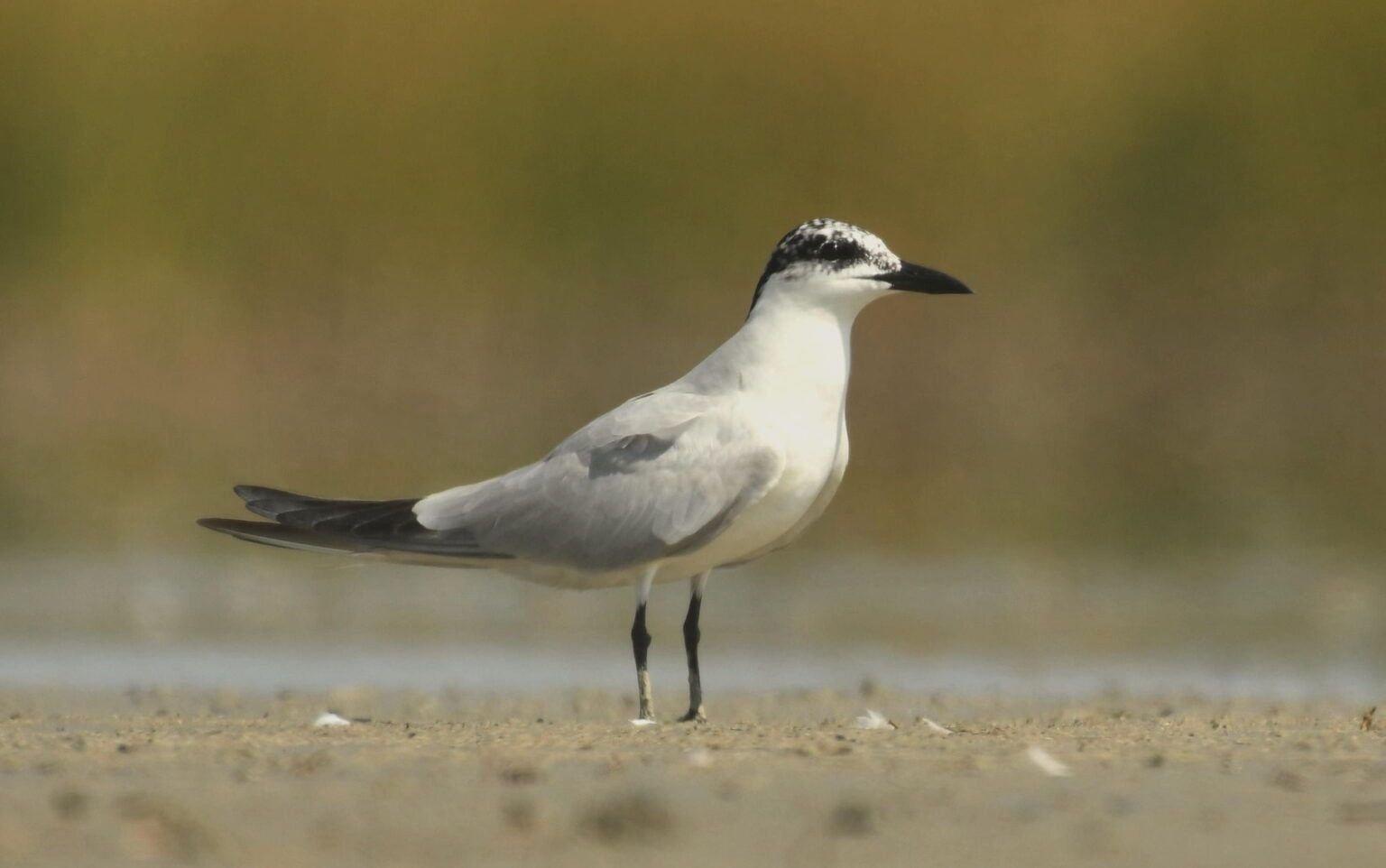 Gelochelidon nilotica