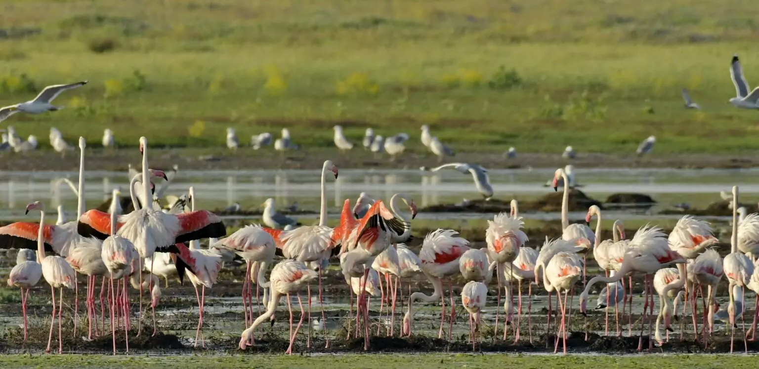 flamingo