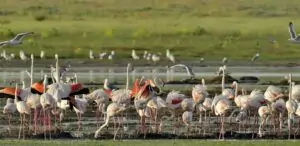 flamingo