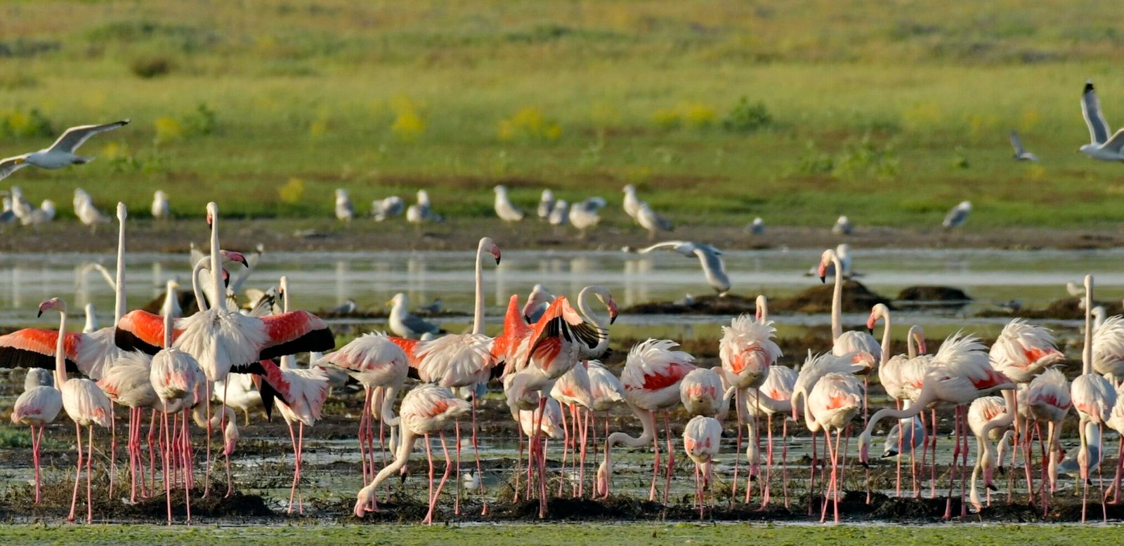 Flamingo (Phoenicopterus ruber)