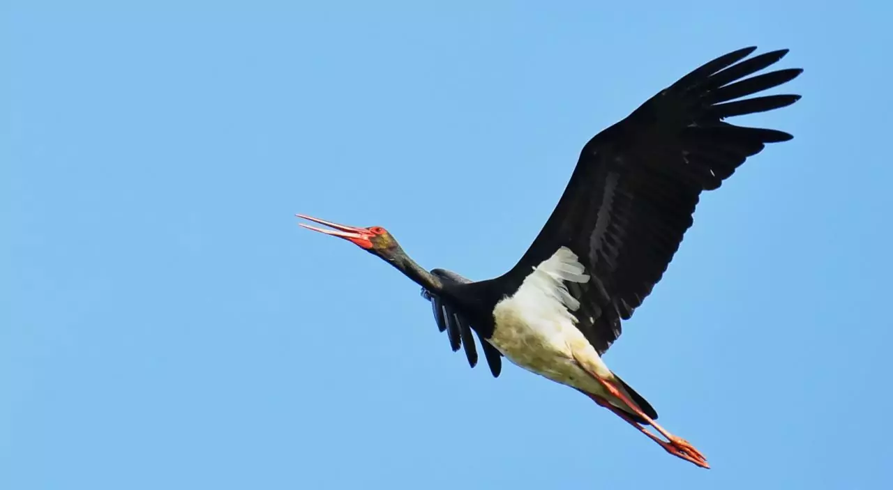 ciconia ciconia