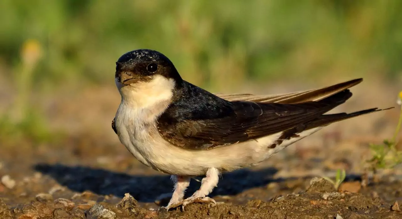 Delichon urbicum