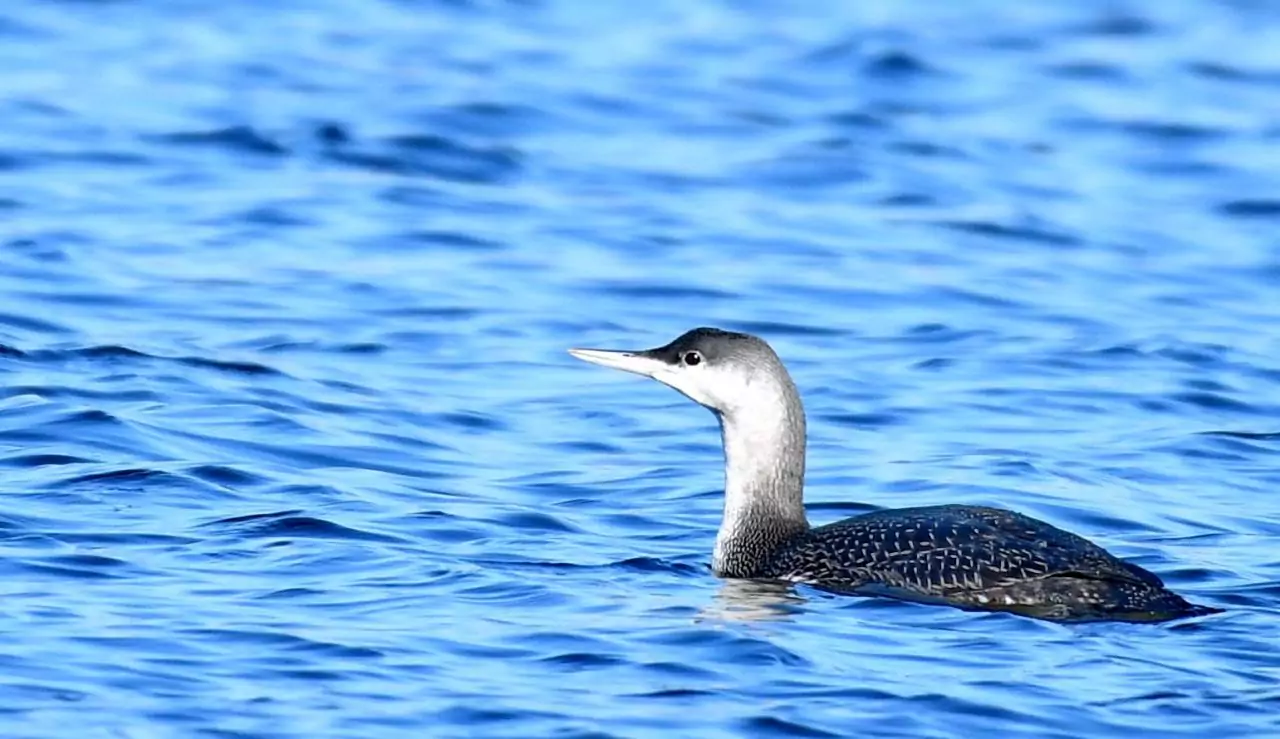 Gavia stellata