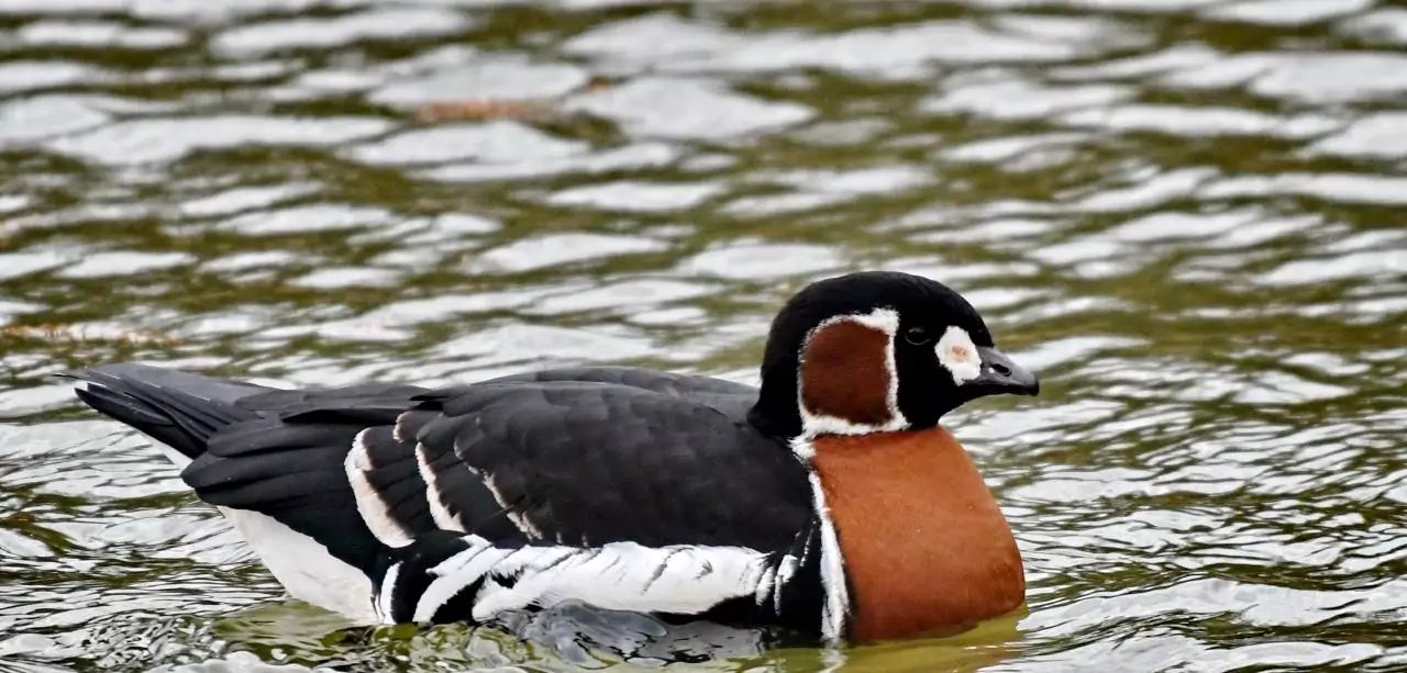 Branta rufficollis