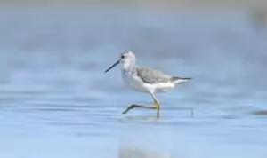 tringa stagnatilis
