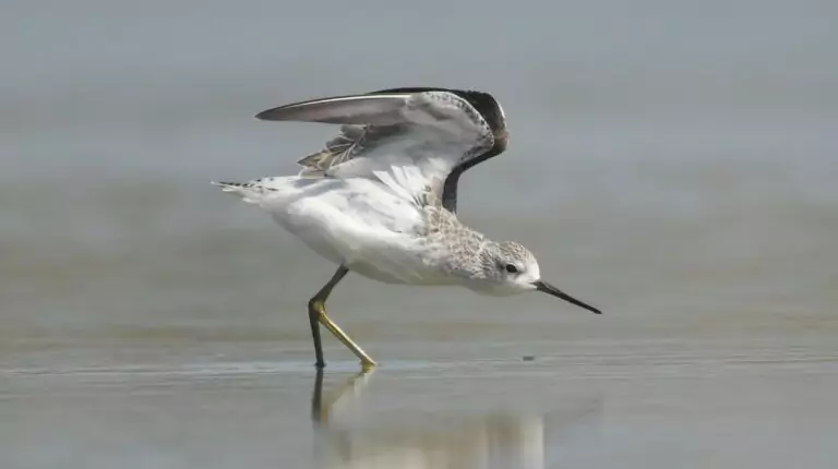 tringa stagnatilis