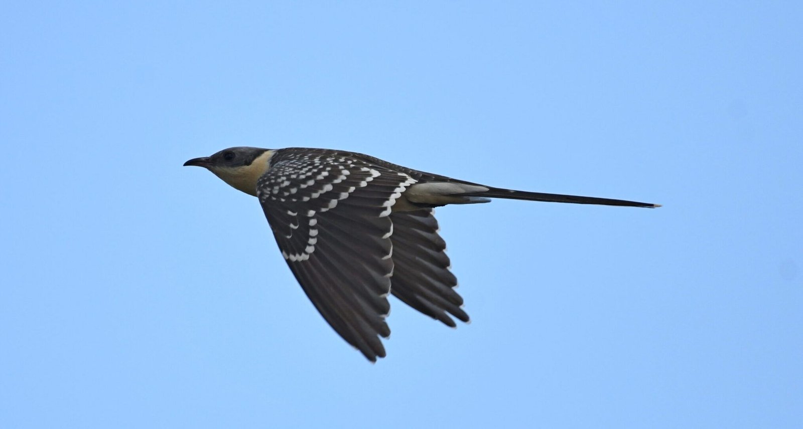 Great spotted cuckoo (Clamator glandarius)