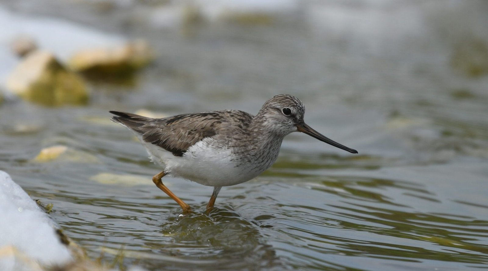 Terek sandpiper (Xenus cinereus)