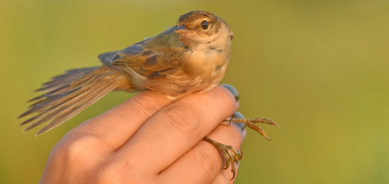 Acrocephalus palustris