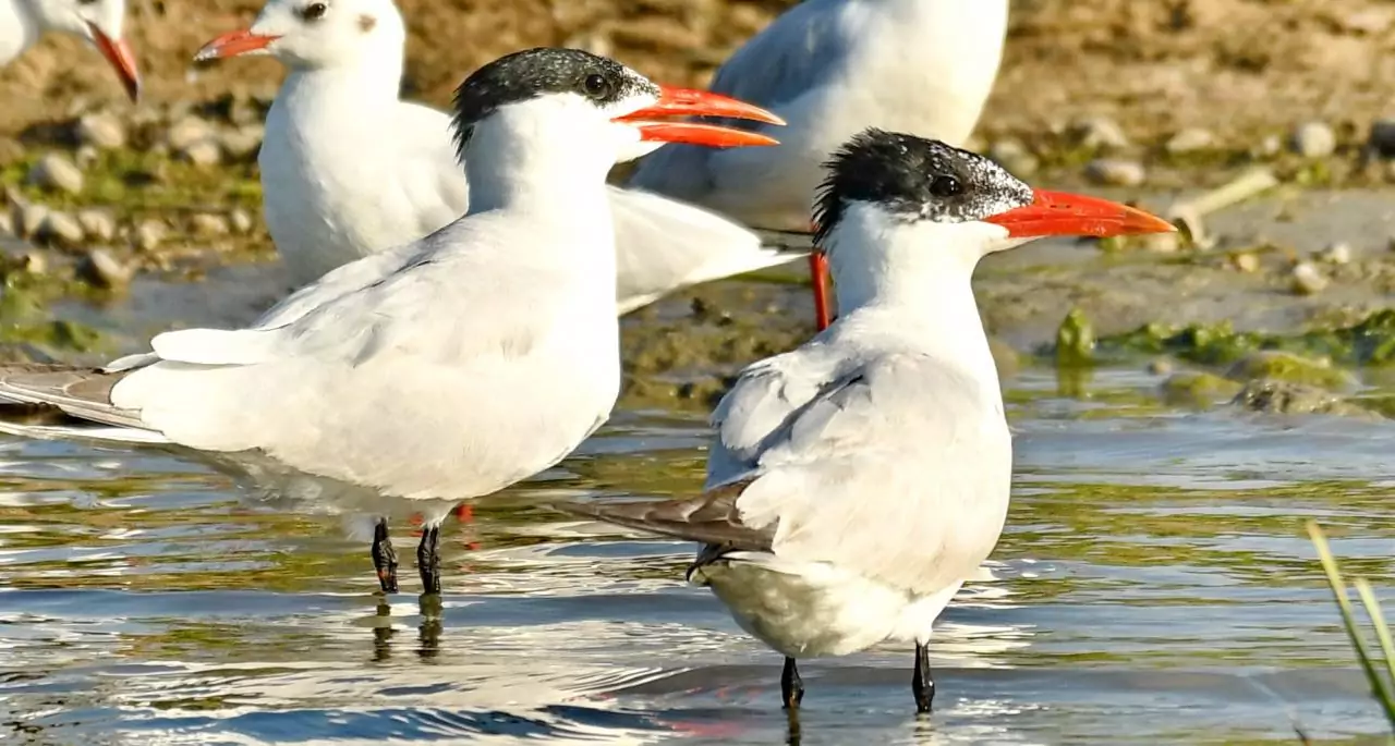 Hydroprogne caspia