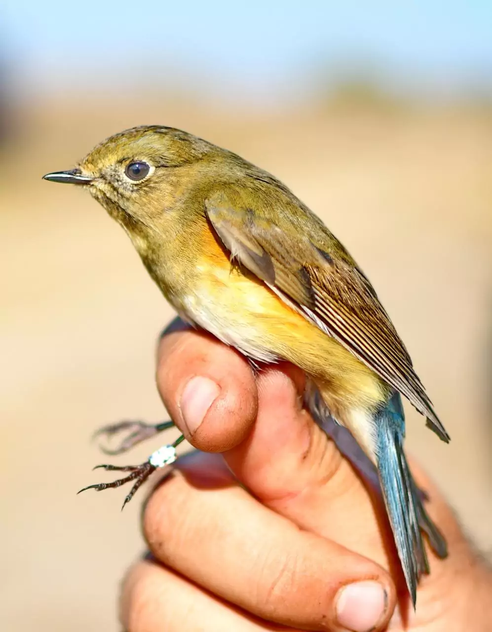 Tarsiger cyanurus