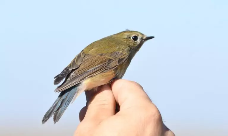 tarsinger cyanurus