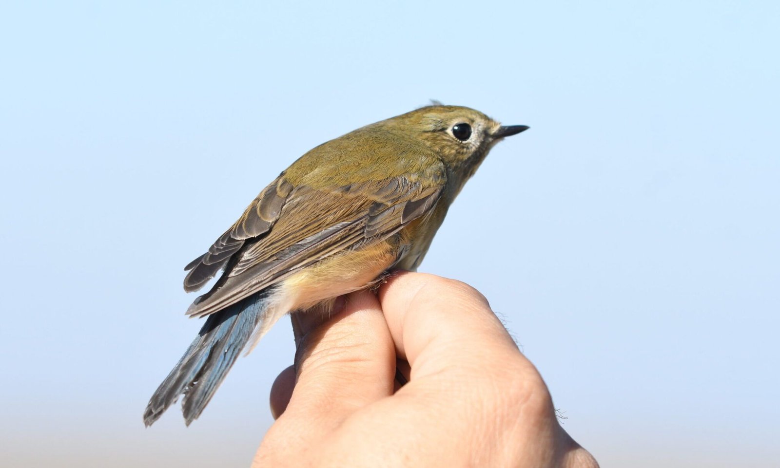 Red-flanked bluetail (Tarsiger cyanurus)