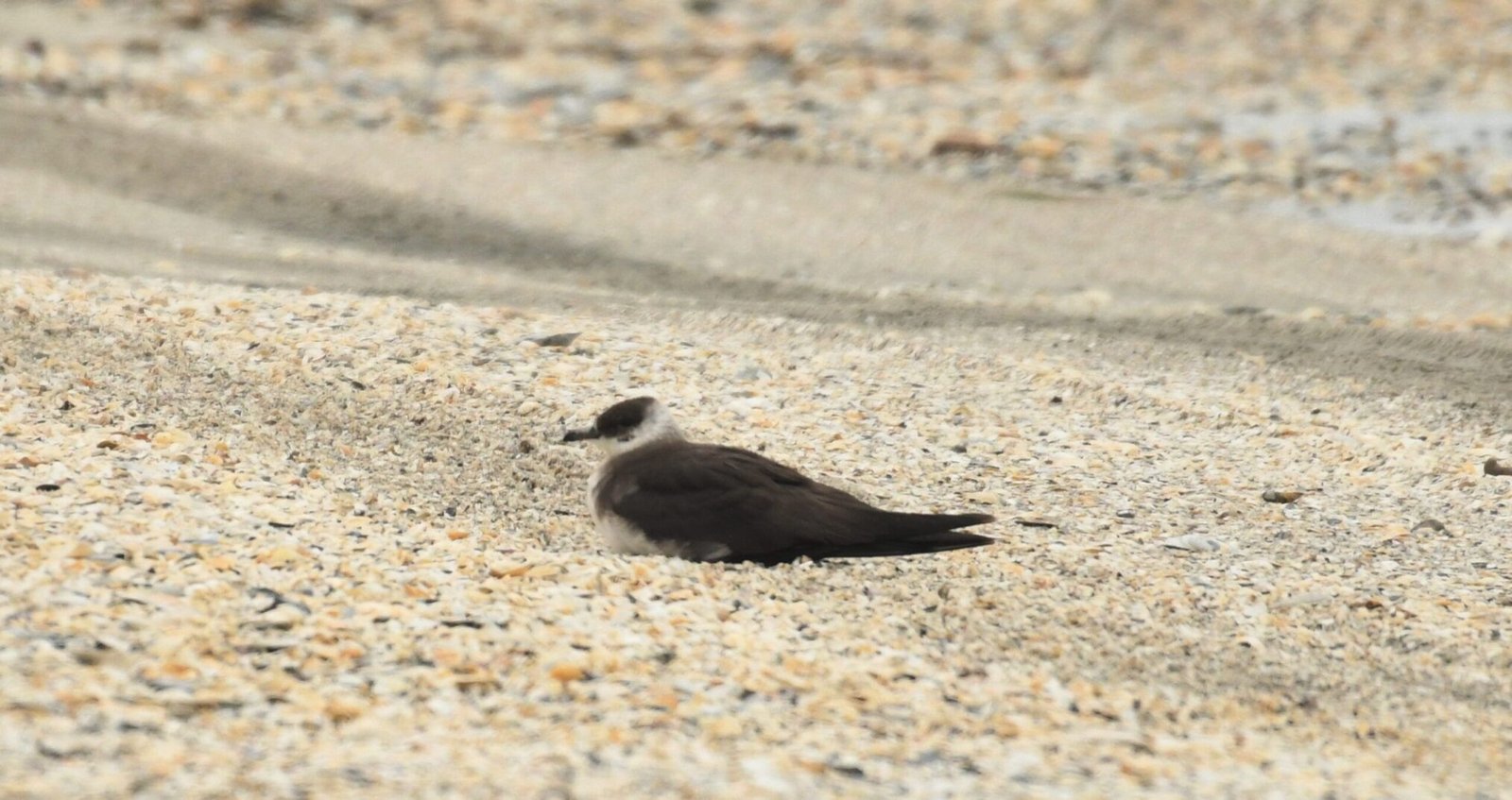 Parasitic skua (Stercorarius parasiticus)