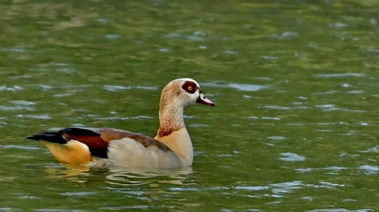Alopochen aegyptiaca