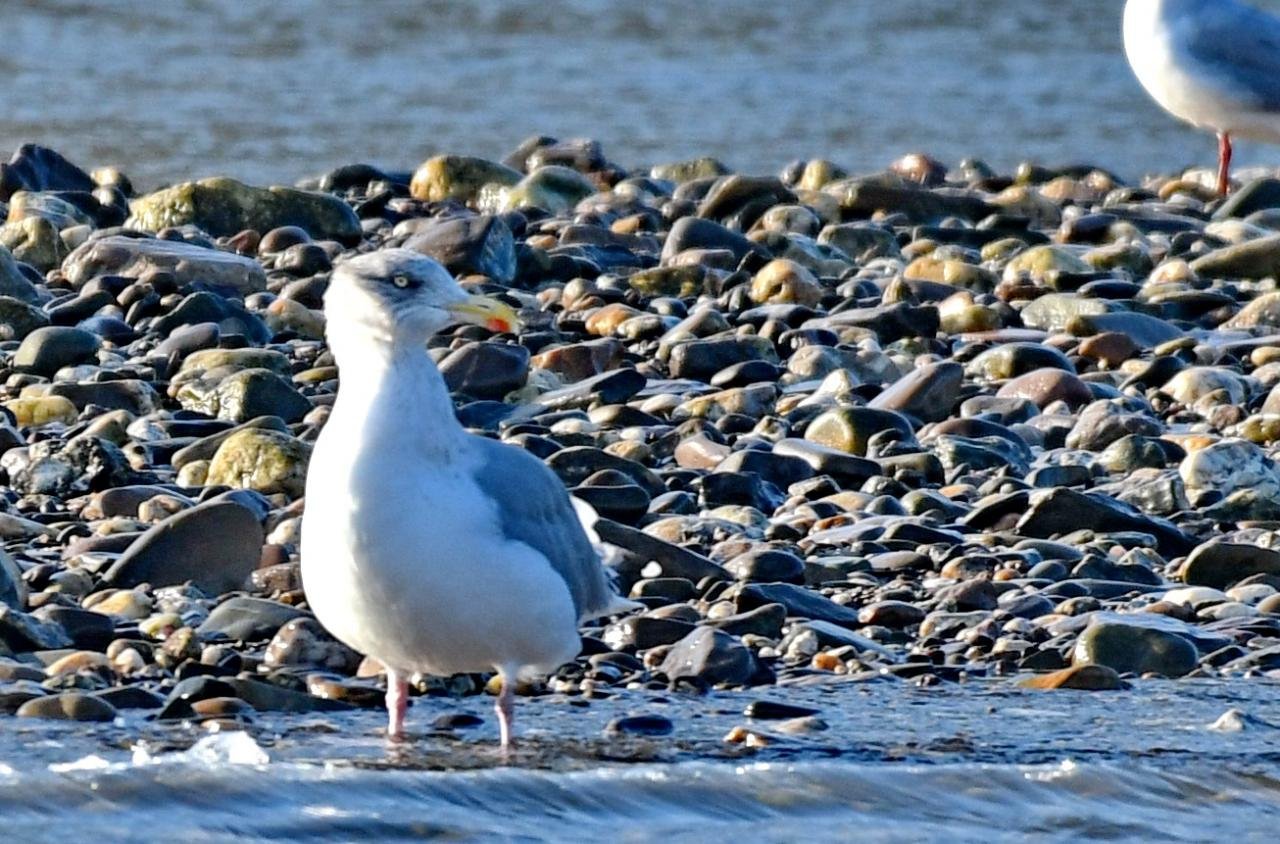 larus argentatus