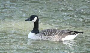 canada goose