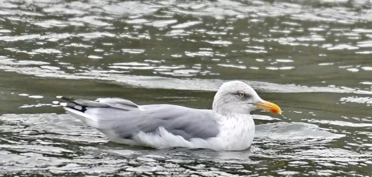 Larus argentatus