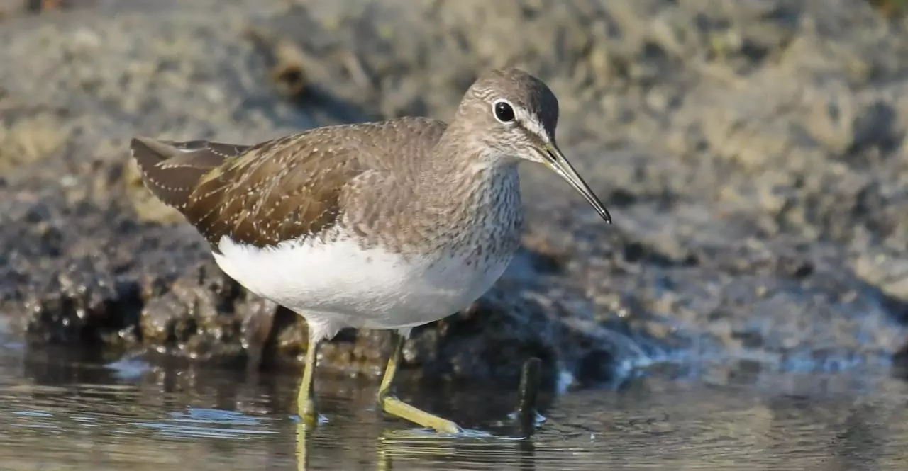 Tringa ochropus