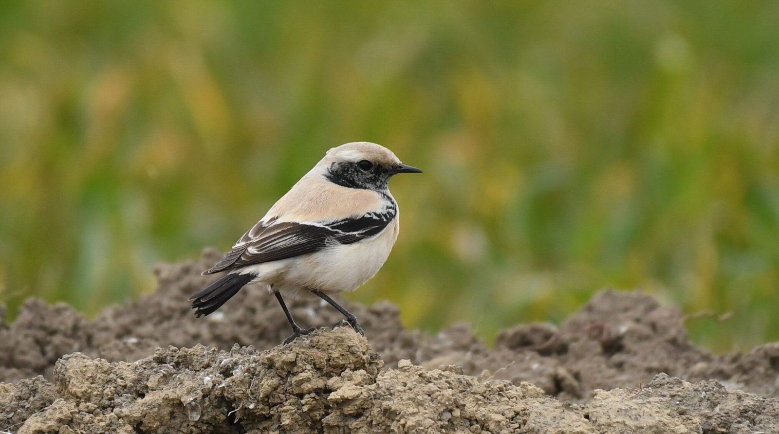 Desert wheatear (Oenanthe deserti)
