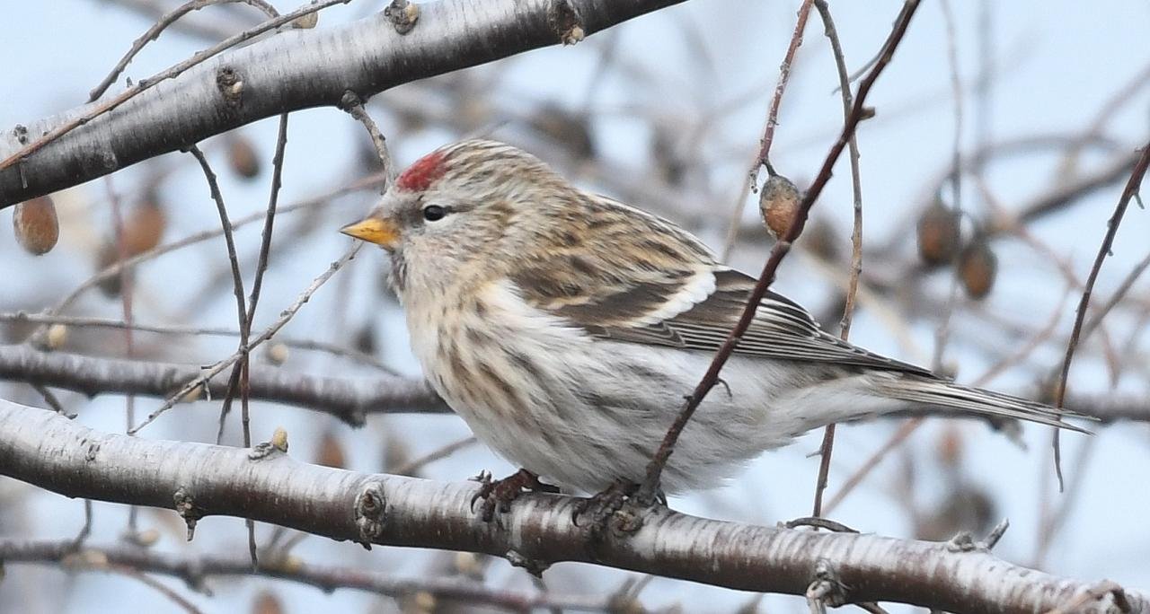 Carduelis flammea