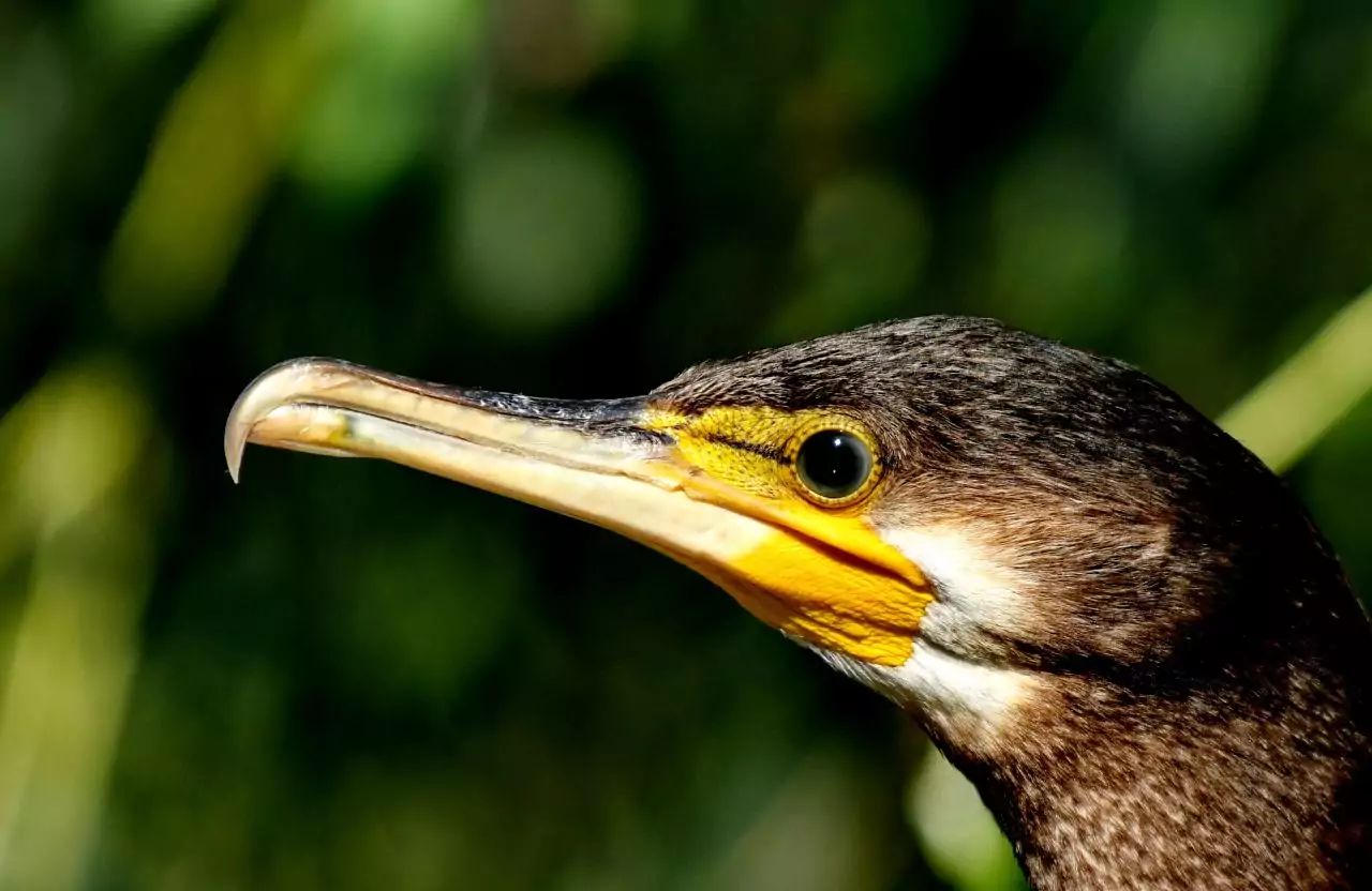 Phalacrocorax carbo