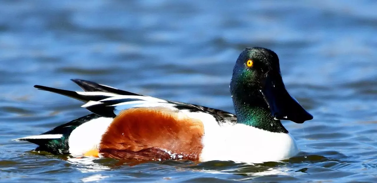 Anas clypeata