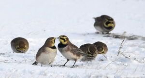 horned lark