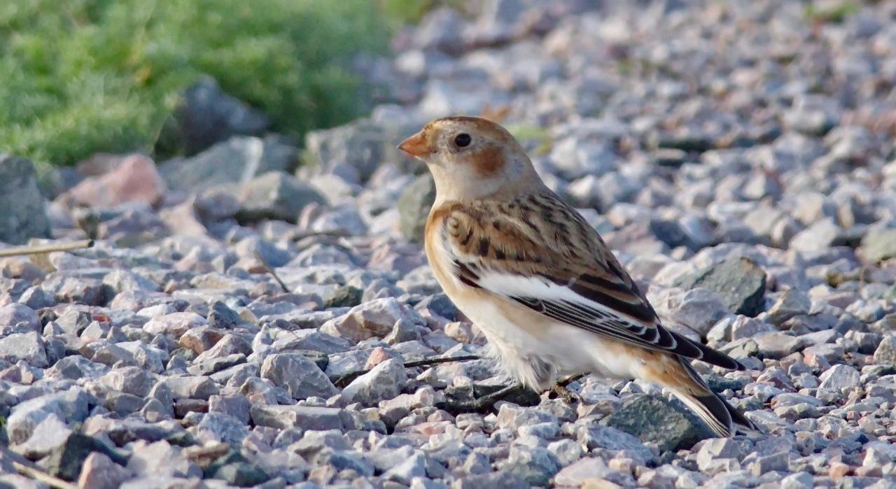 Plectrophenax nivalis