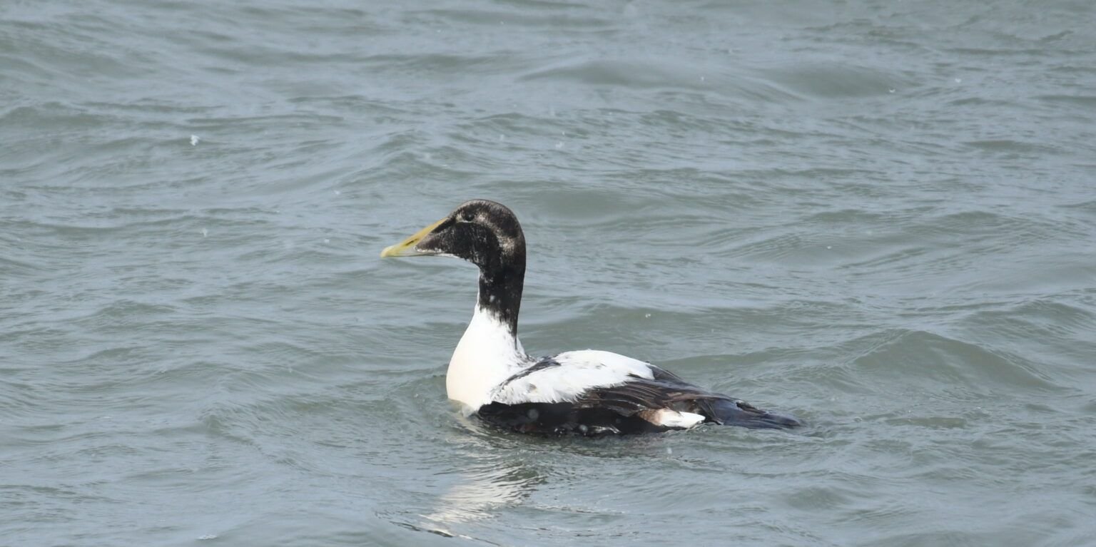 eider