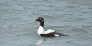 eider