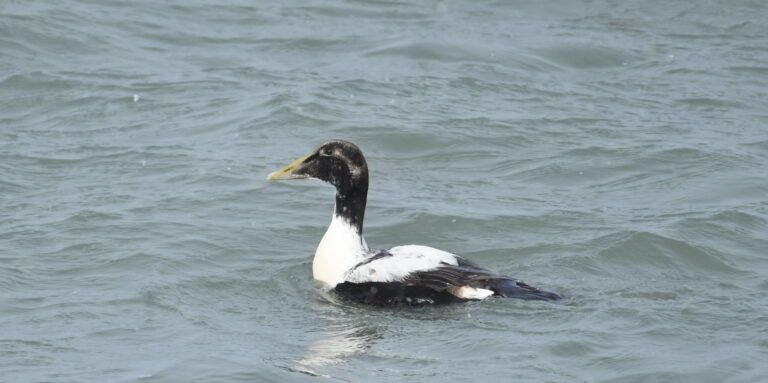 eider