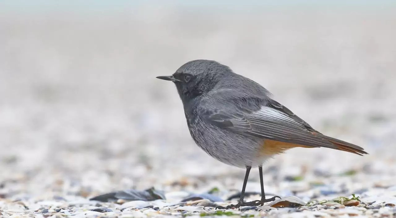 Phoenicurus ochrorus
