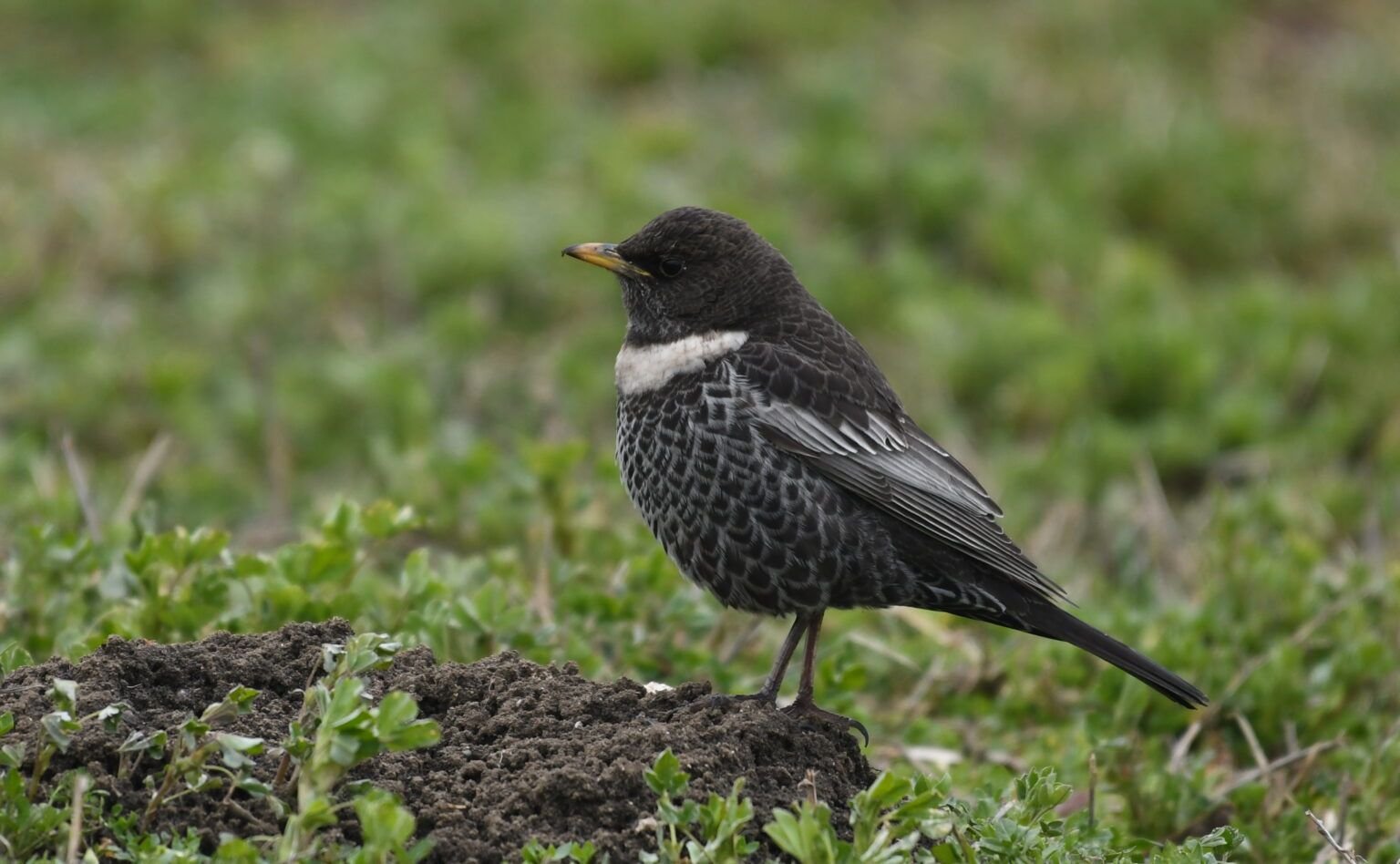 turdus torquatus