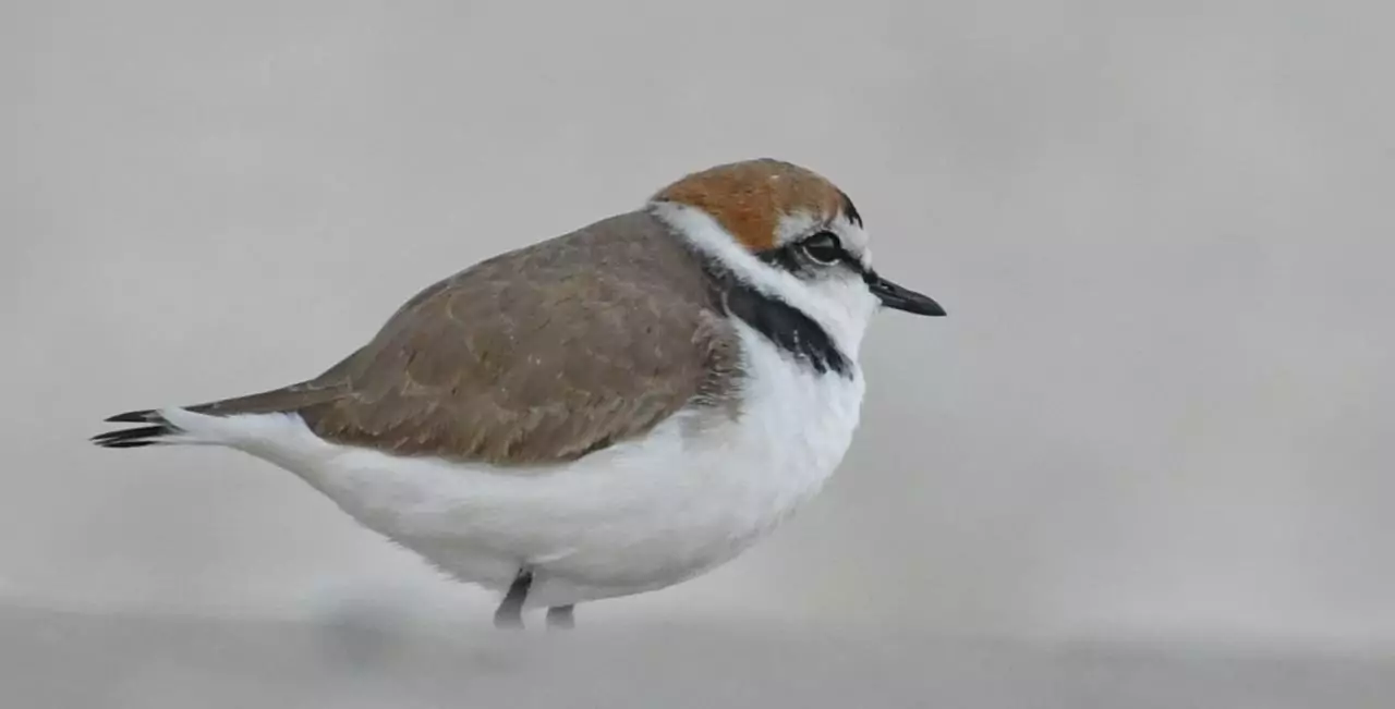 Charadrius alexandrinus