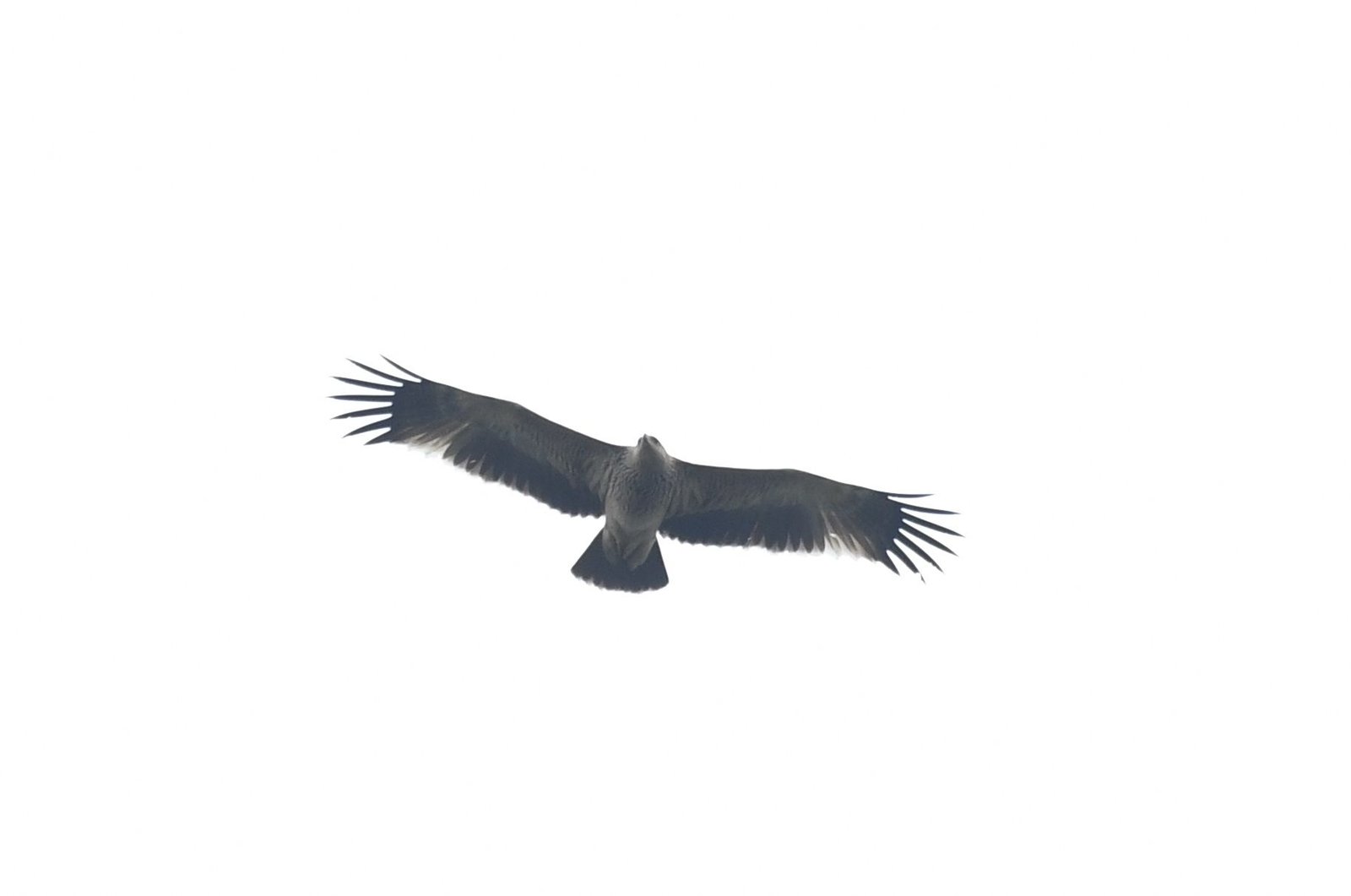 Eastern imperial eagle (Aquila heliaca)