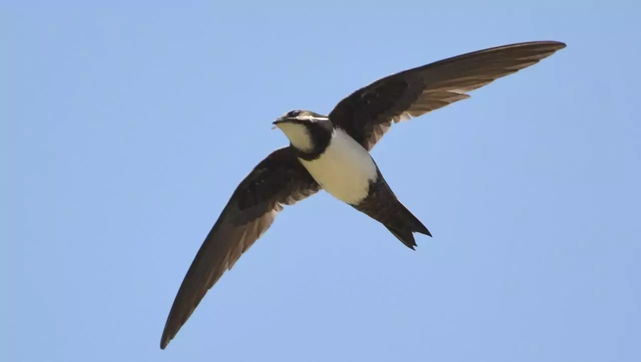 Tachymarptis melba