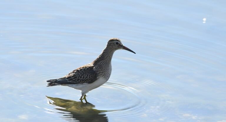 calidris melanotos