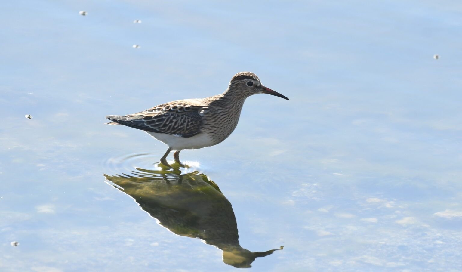 calidris melanotos