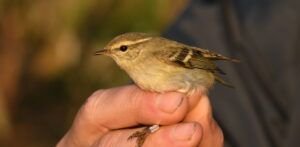 phylloscopus inornatus