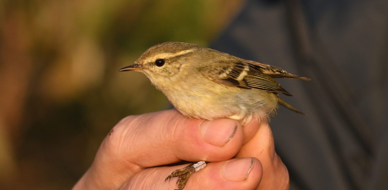 Yellow-browed warbler (Phylloscopus inornatus)