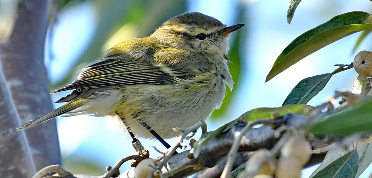 Phylloscopus humei