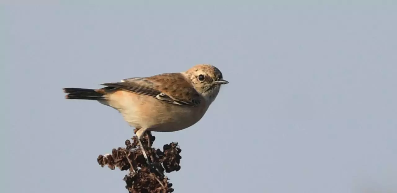 saxicola maurus