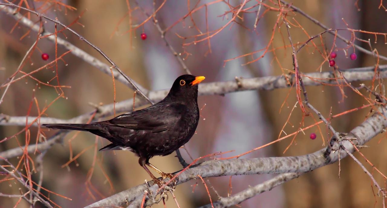 Turdus merula