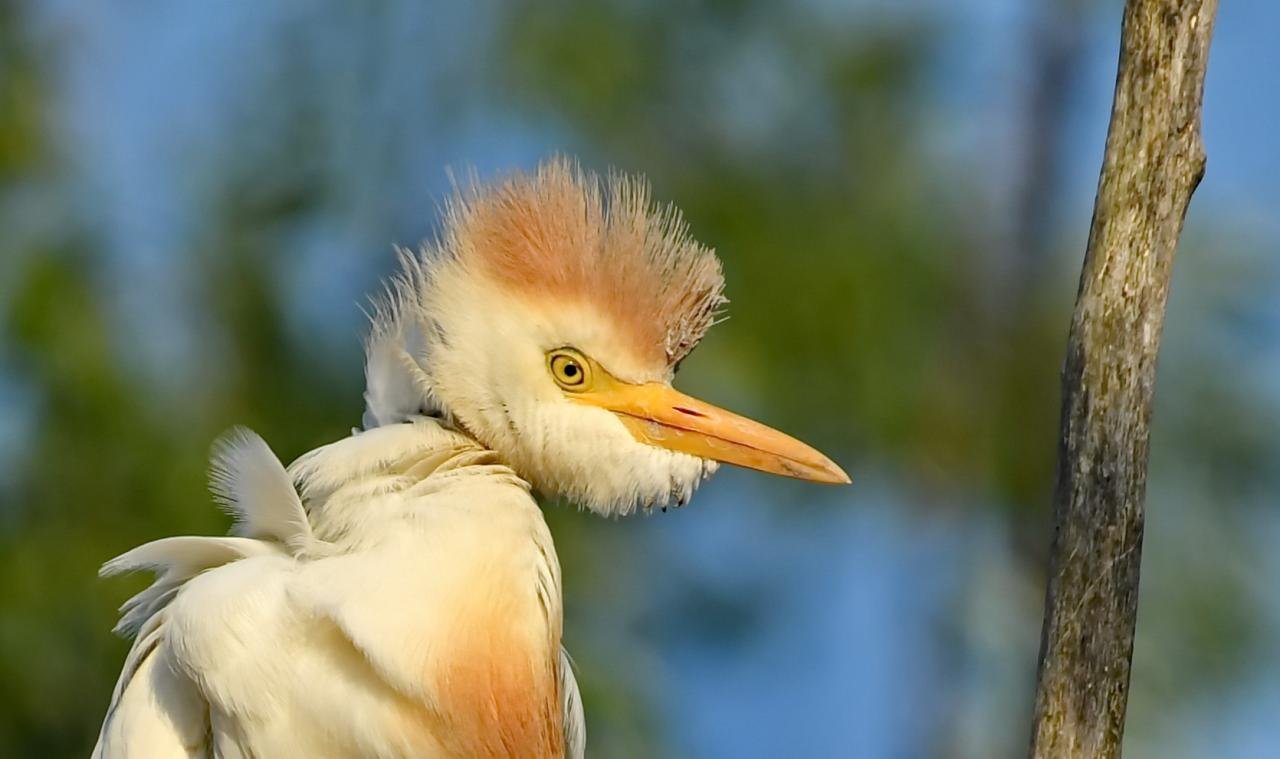 Bubulcus ibis