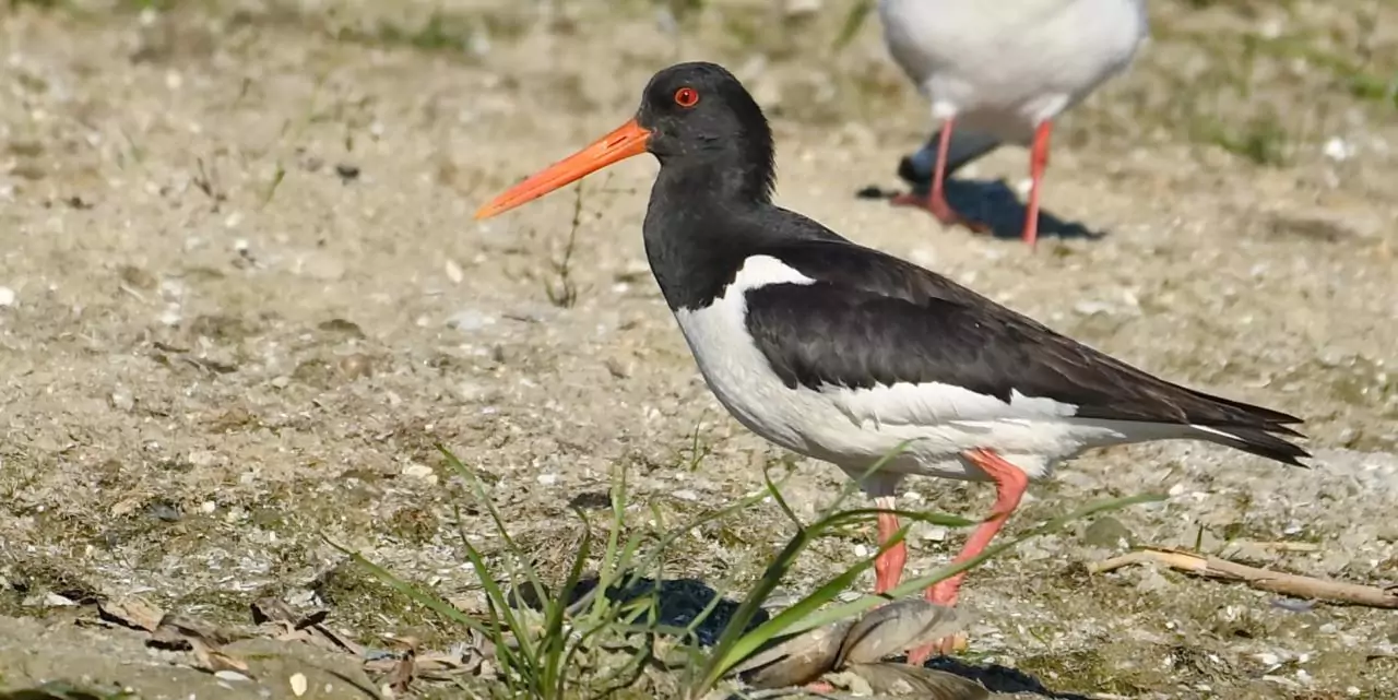 Haematopus ostralegus