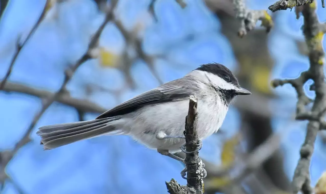 Poecile lugubris