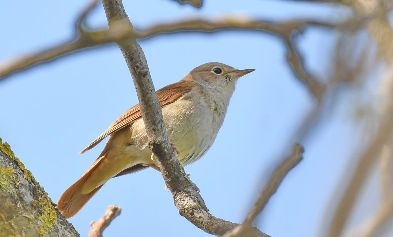 Luscinia megarhynchos