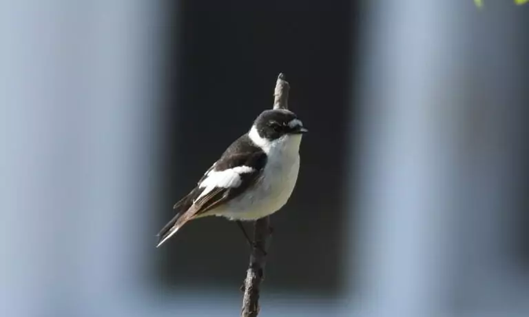 muscar semigulerat