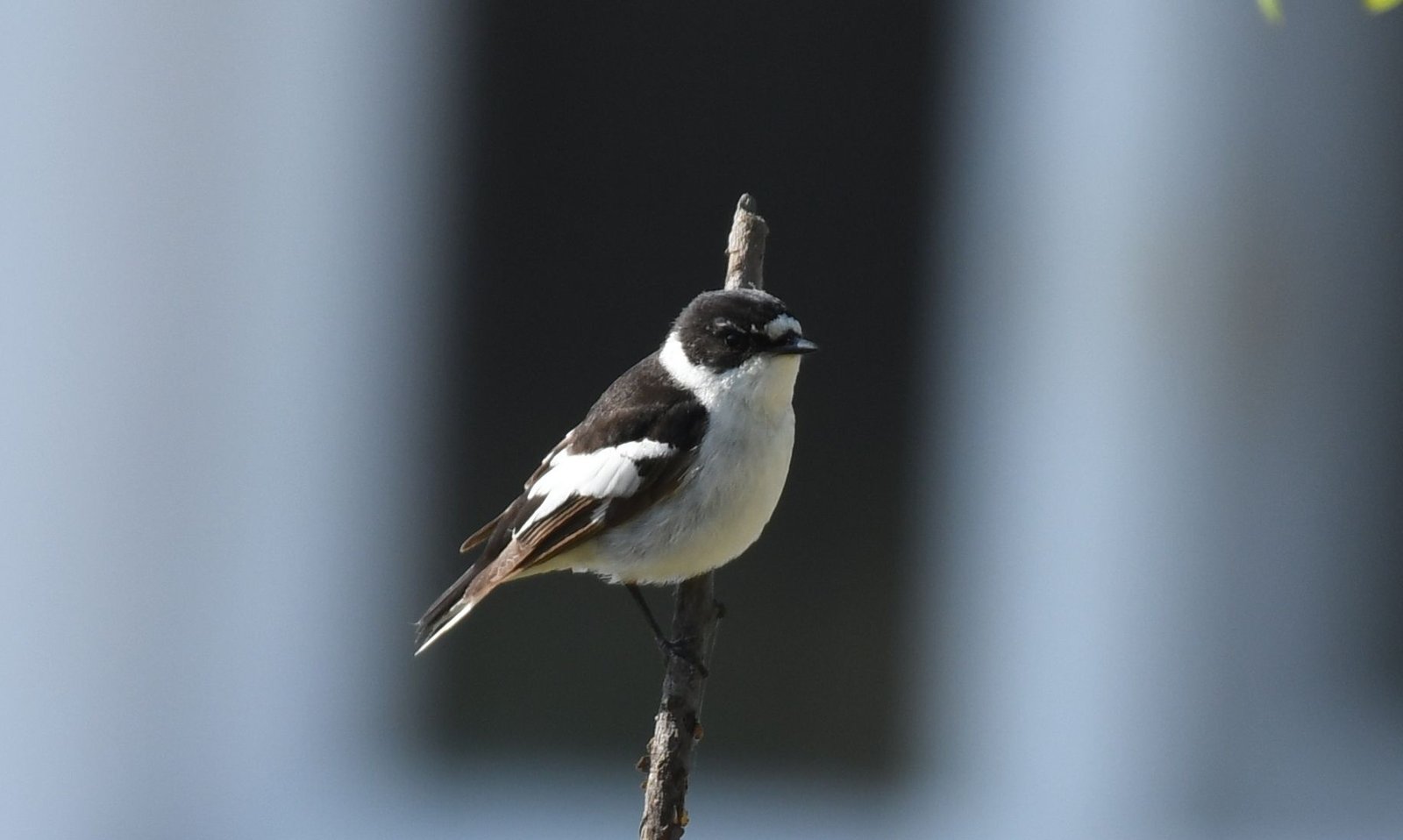 Semicollared flycatcher – (Ficedula semitorquata)